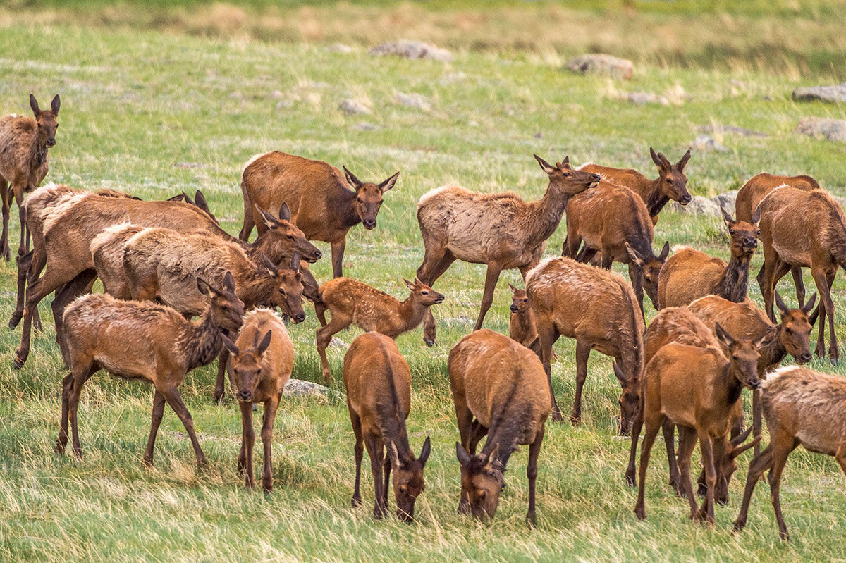 Elk In RMNP